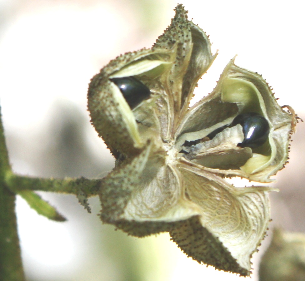 Image of Dictamnus gymnostylis specimen.