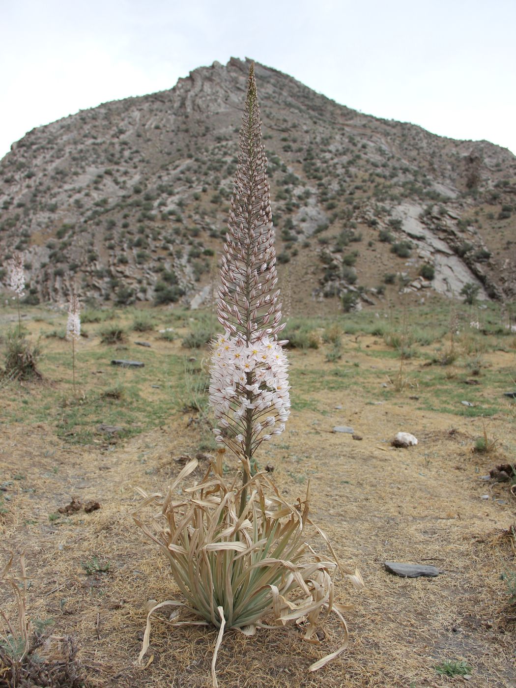 Изображение особи Eremurus olgae.