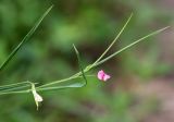 Lathyrus nissolia