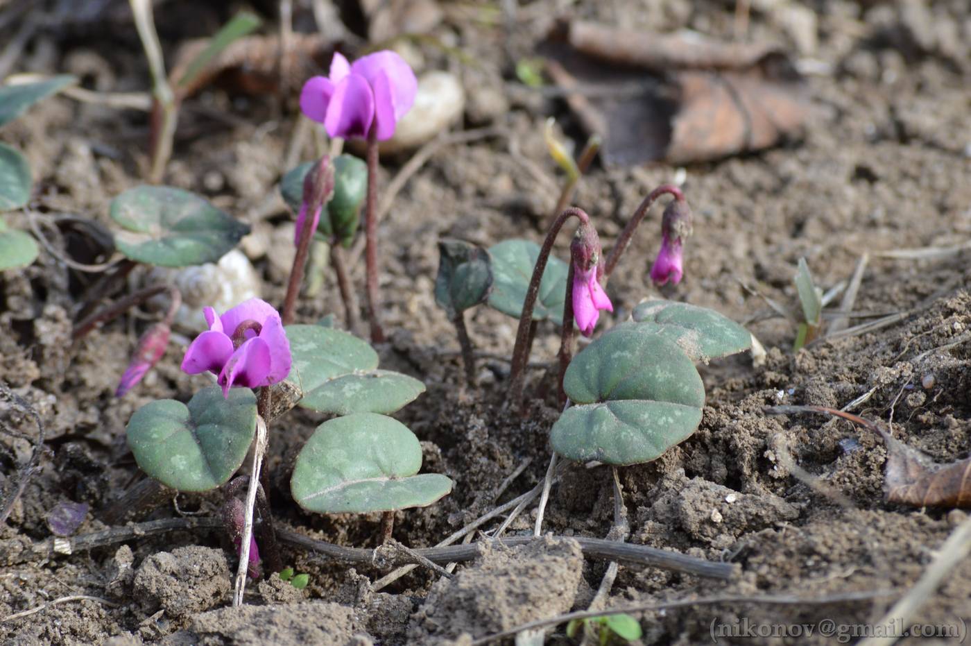 Image of Cyclamen coum specimen.