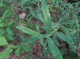 Salix elbursensis