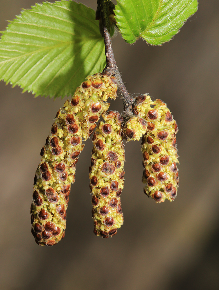 Изображение особи Betula lanata.