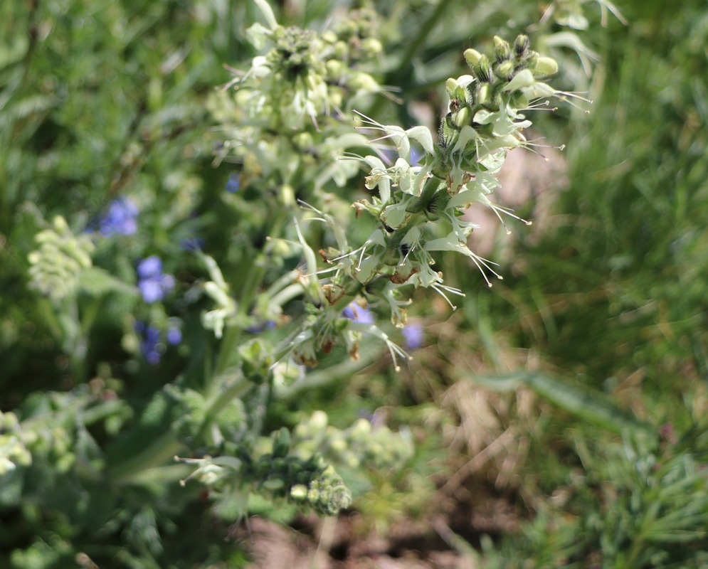 Image of Salvia armeniaca specimen.