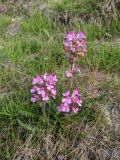 Pedicularis sudetica. Цветущее растение. Гыданский п-ов, побережье Обской губы, склон холма. 06.08.2021.