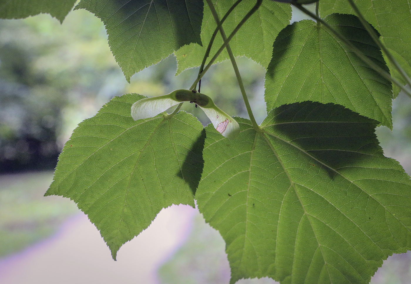 Image of Acer tegmentosum specimen.