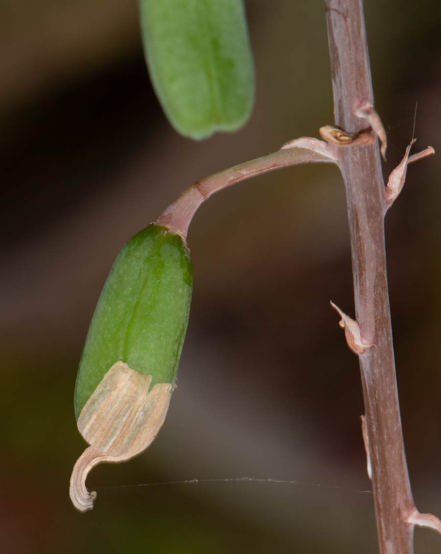 Изображение особи Gasteria obliqua.