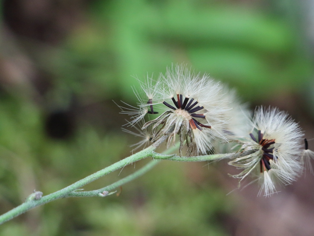 Image of Hieracium fariniramum specimen.