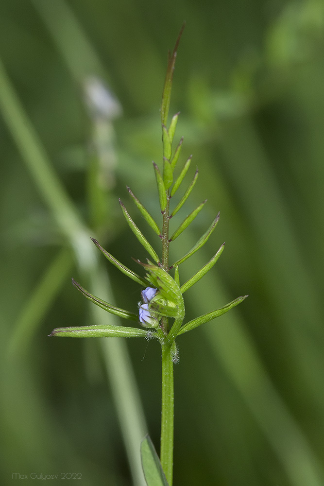 Image of Vicia loiseleurii specimen.