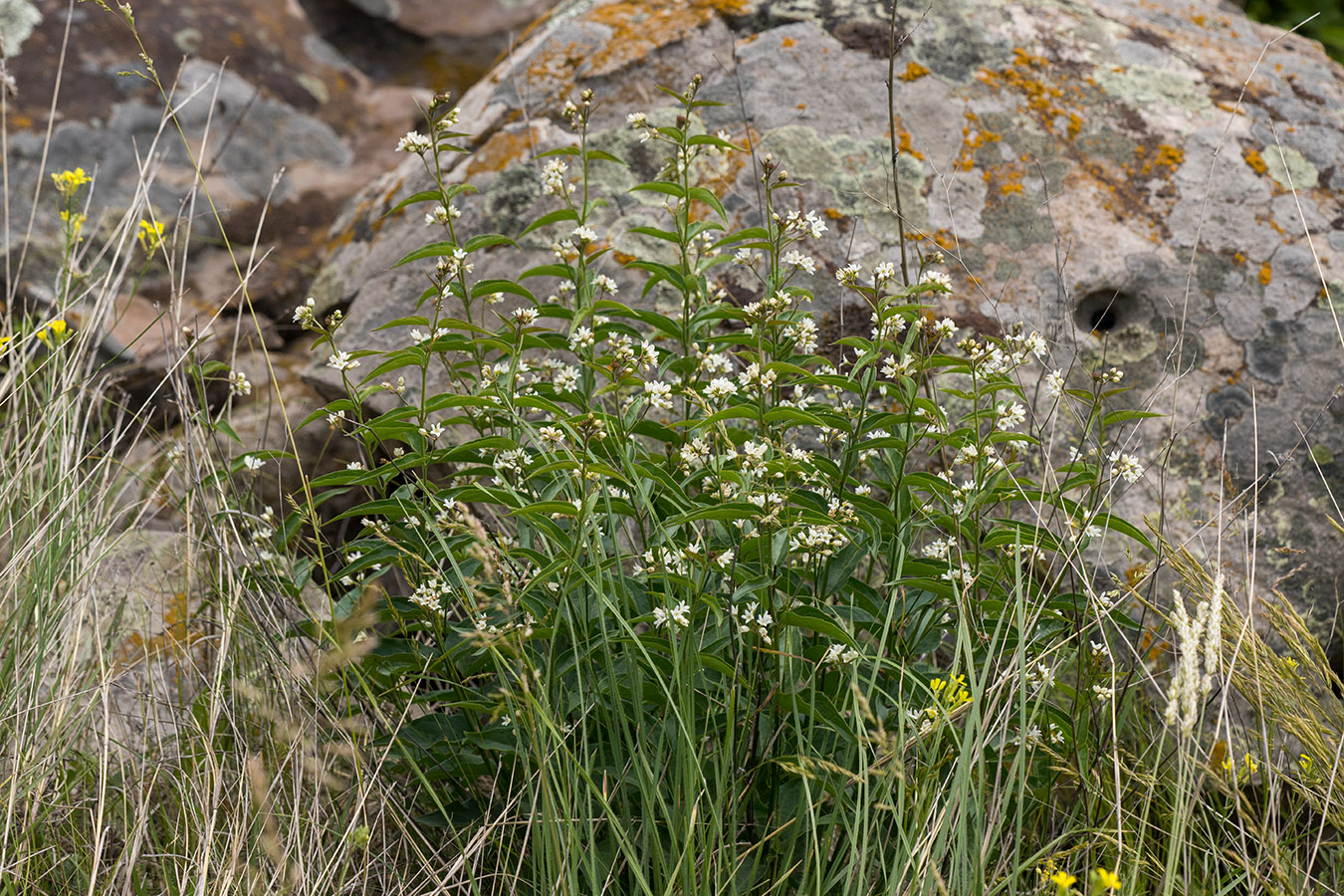 Image of Vincetoxicum hirundinaria specimen.