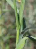 Allium atroviolaceum. Часть побега. Дагестан, Кумторкалинский р-н, долина р. Шураозень, выбитая полынная степь. 22 мая 2022 г.