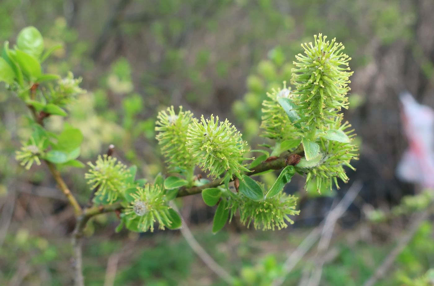 Изображение особи Salix myrsinifolia.