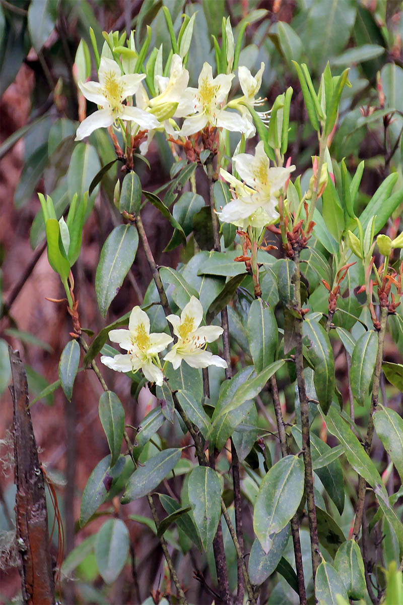 Изображение особи род Rhododendron.