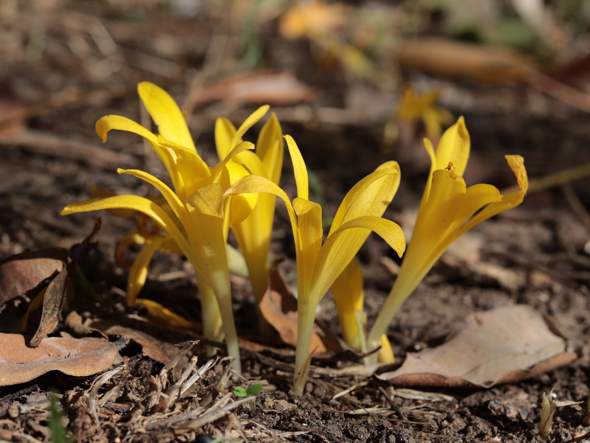 Изображение особи Sternbergia colchiciflora.