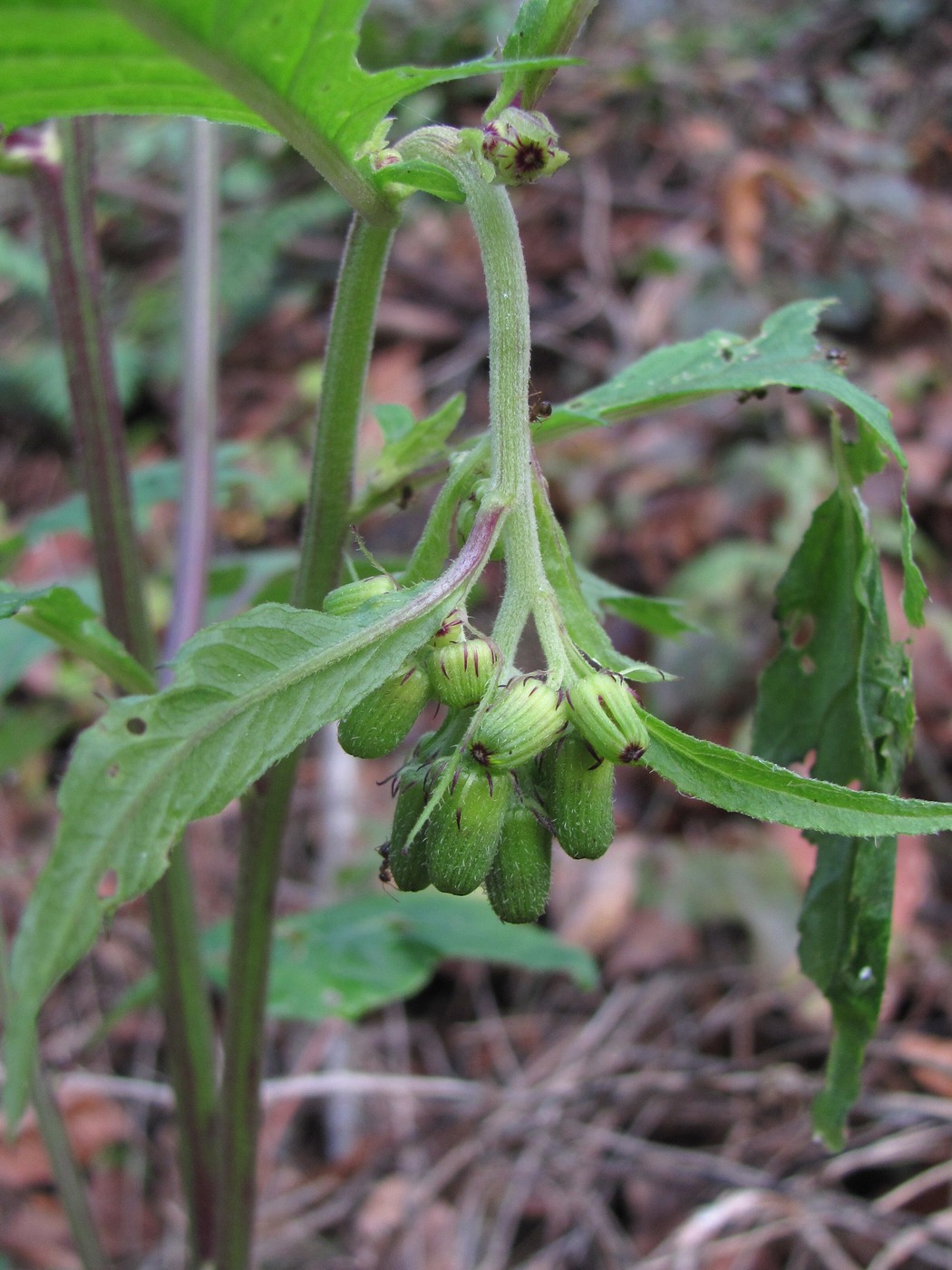 Изображение особи Crassocephalum crepidioides.