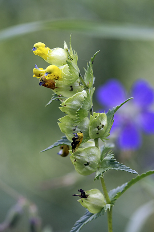 Image of Rhinanthus songaricus specimen.