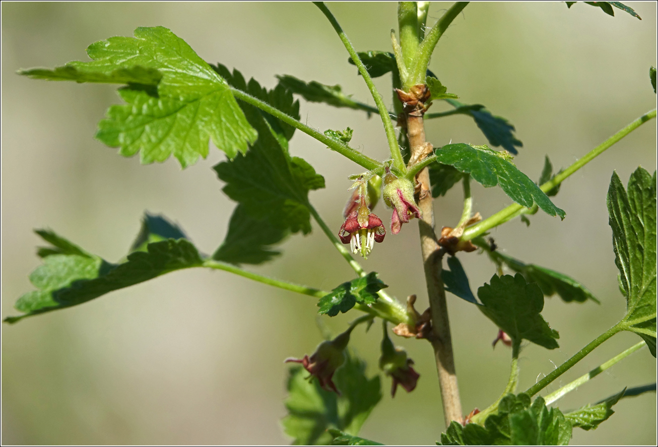 Image of Ribes &times; nidigrolaria specimen.