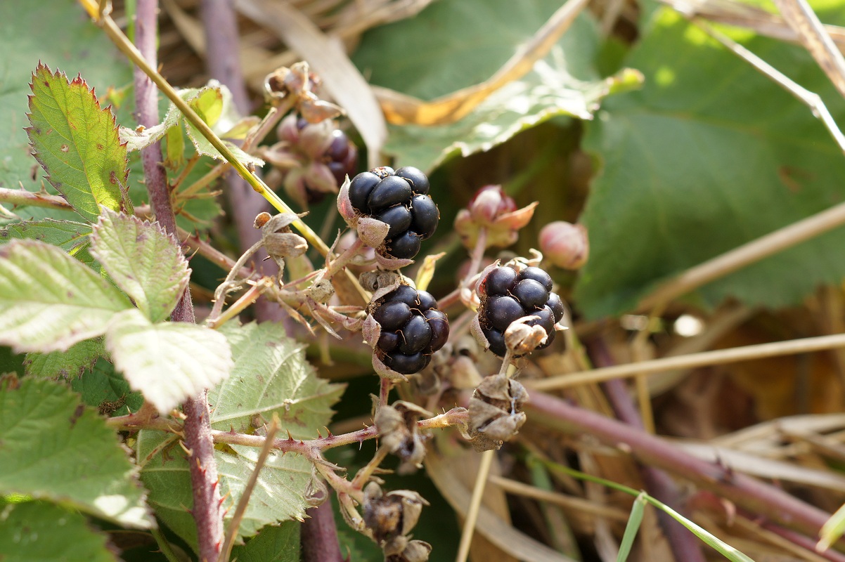 Изображение особи род Rubus.