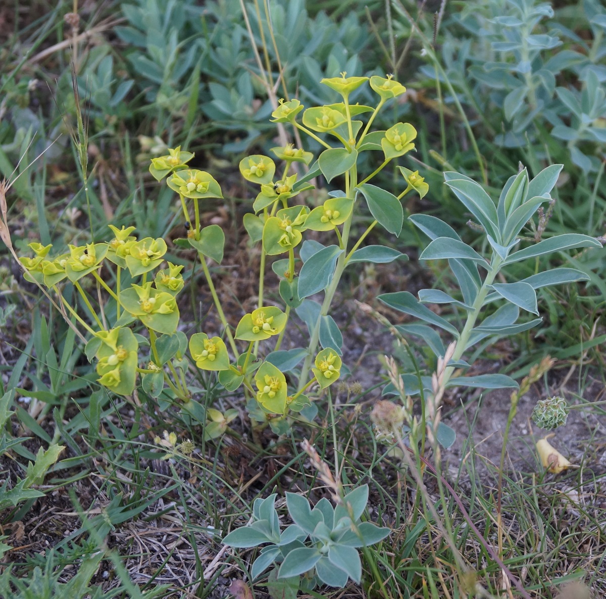 Изображение особи Euphorbia glareosa.