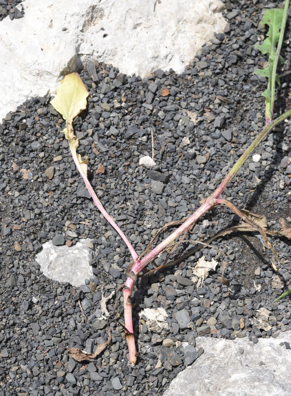 Image of Crepis sonchifolia specimen.