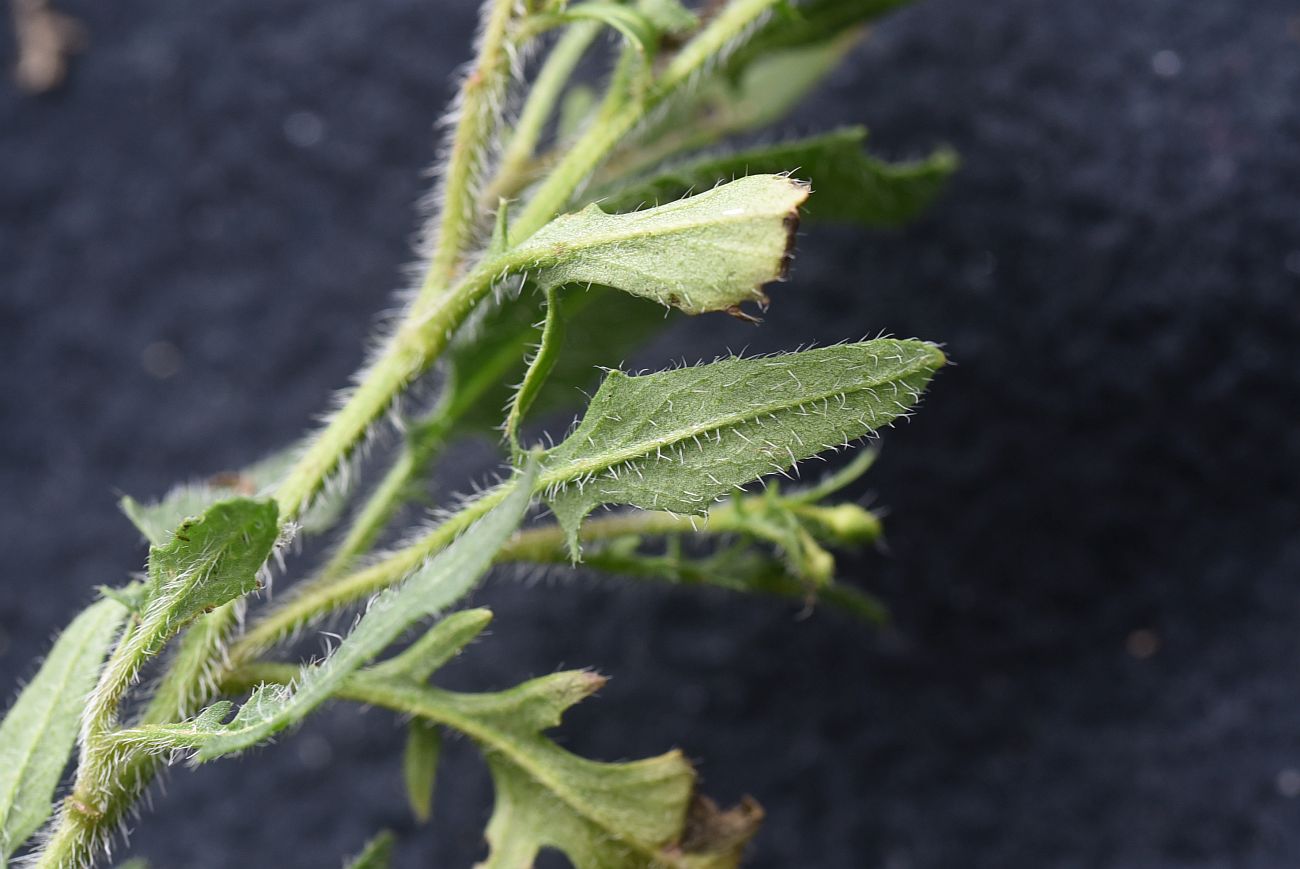 Image of familia Brassicaceae specimen.