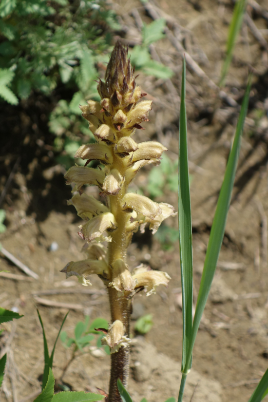 Image of Orobanche lutea specimen.