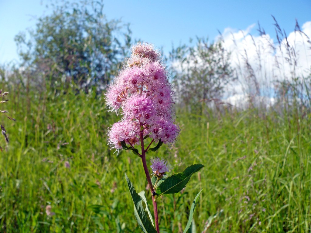 Image of Spiraea salicifolia specimen.