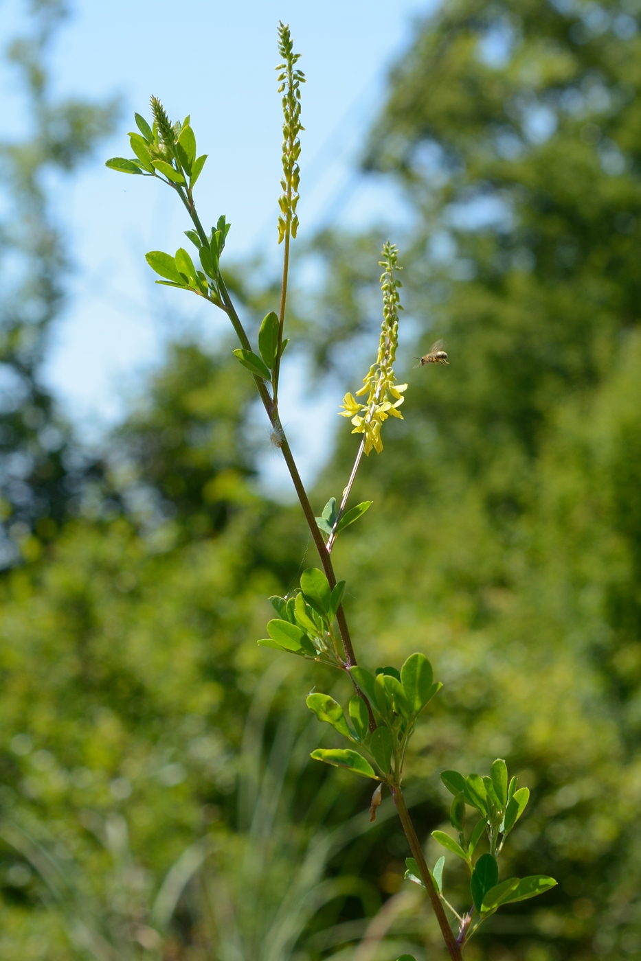 Изображение особи Melilotus hirsutus.