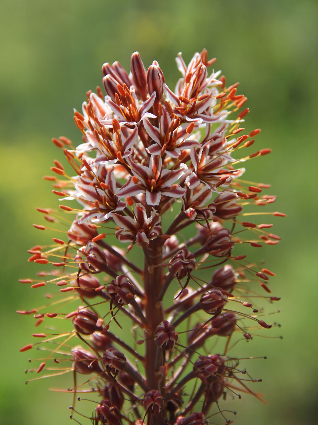 Image of Eremurus regelii specimen.