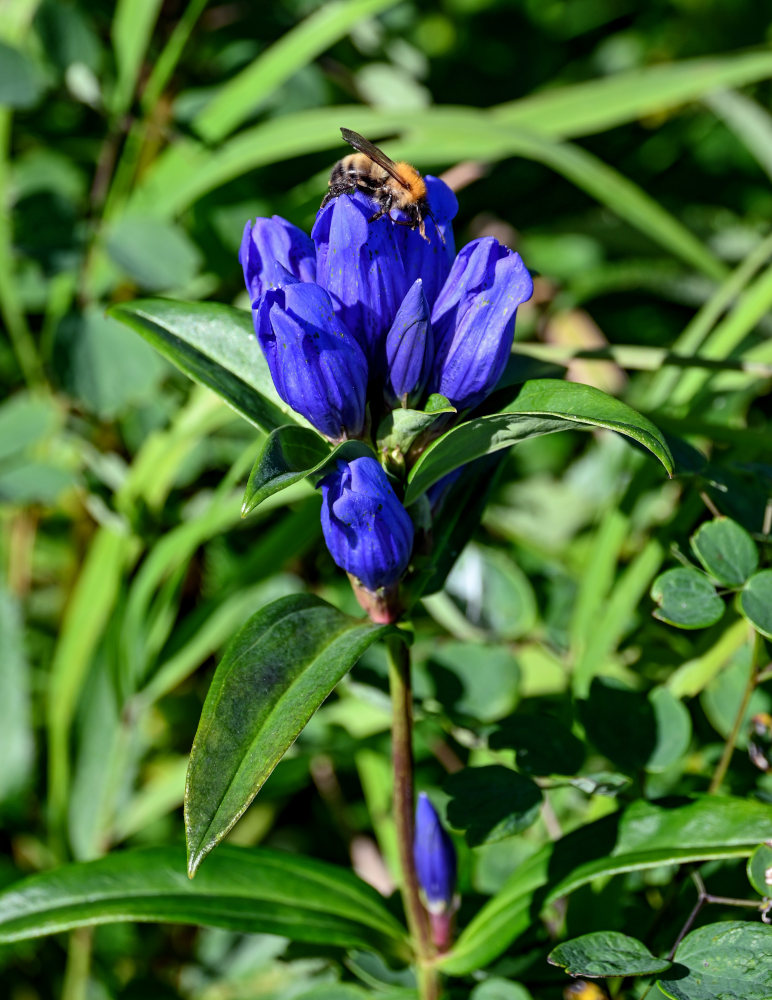 Image of Gentiana triflora specimen.