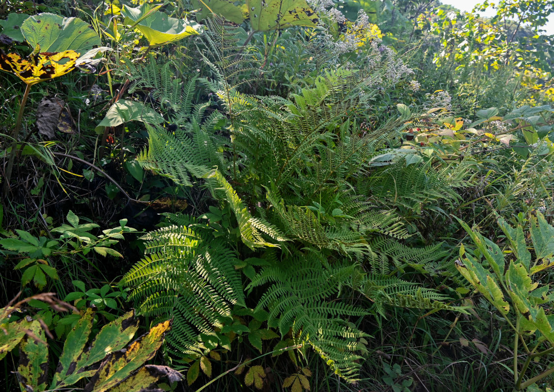 Изображение особи Athyrium monomachii.