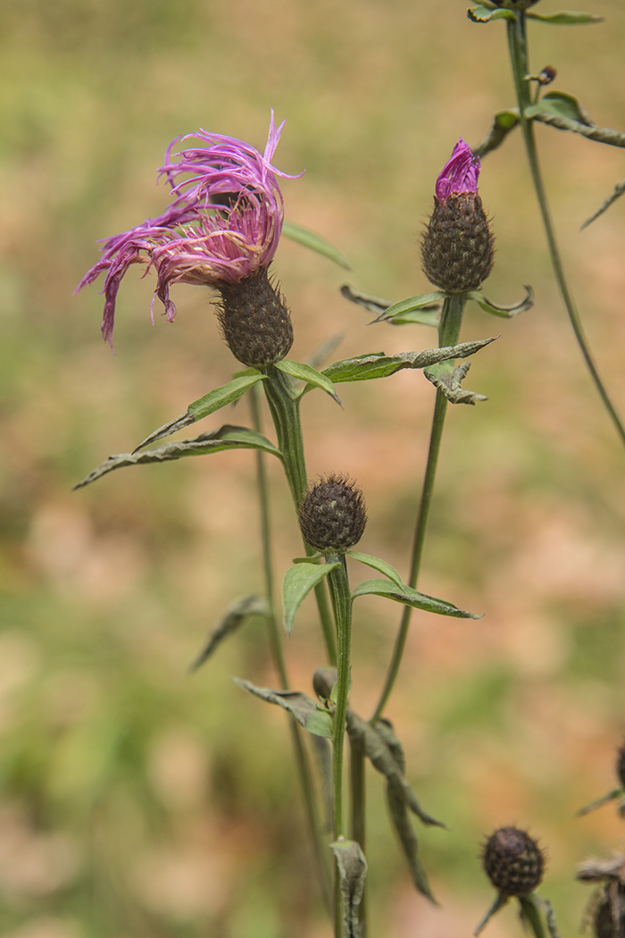 Image of Centaurea phrygia specimen.