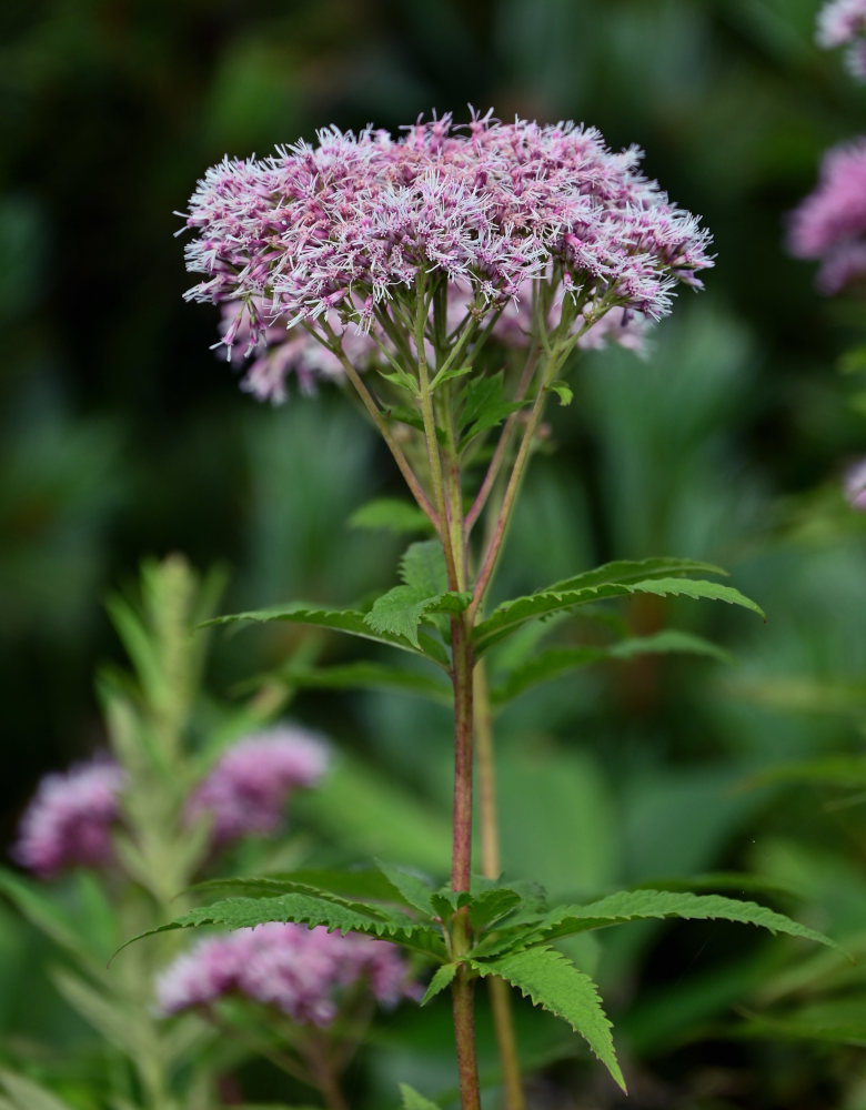 Изображение особи Eupatorium glehnii.