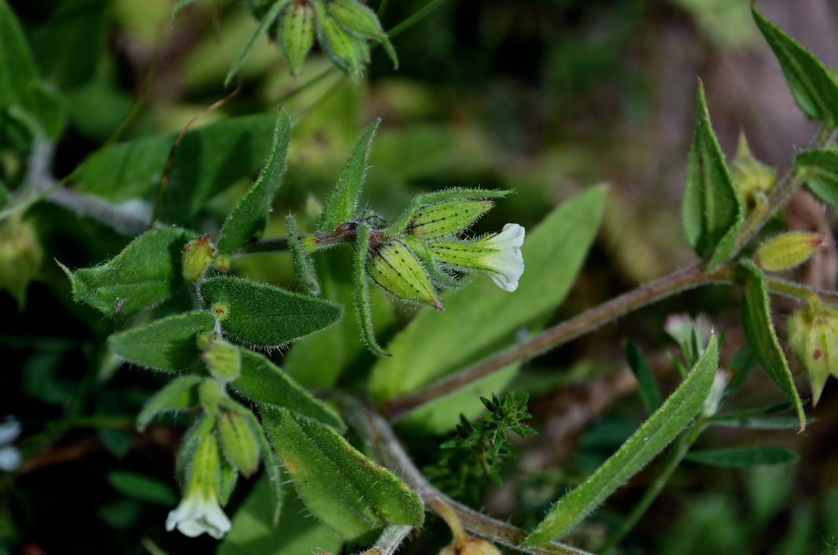 Image of Nonea lutea specimen.