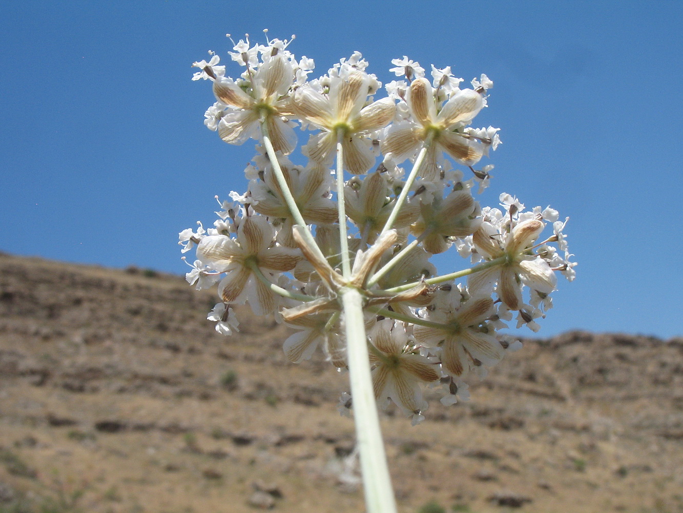 Изображение особи Hyalolaena bupleuroides.