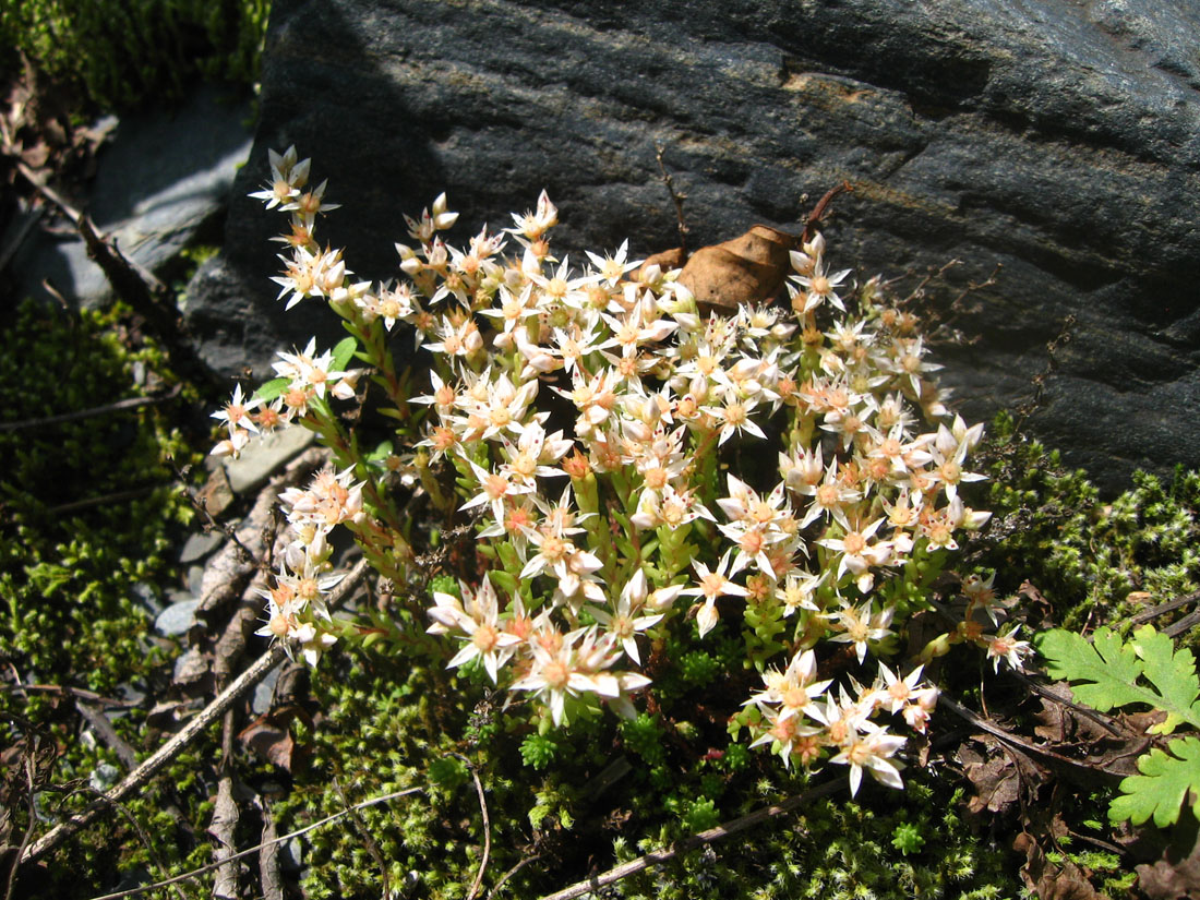 Изображение особи Sedum gracile.