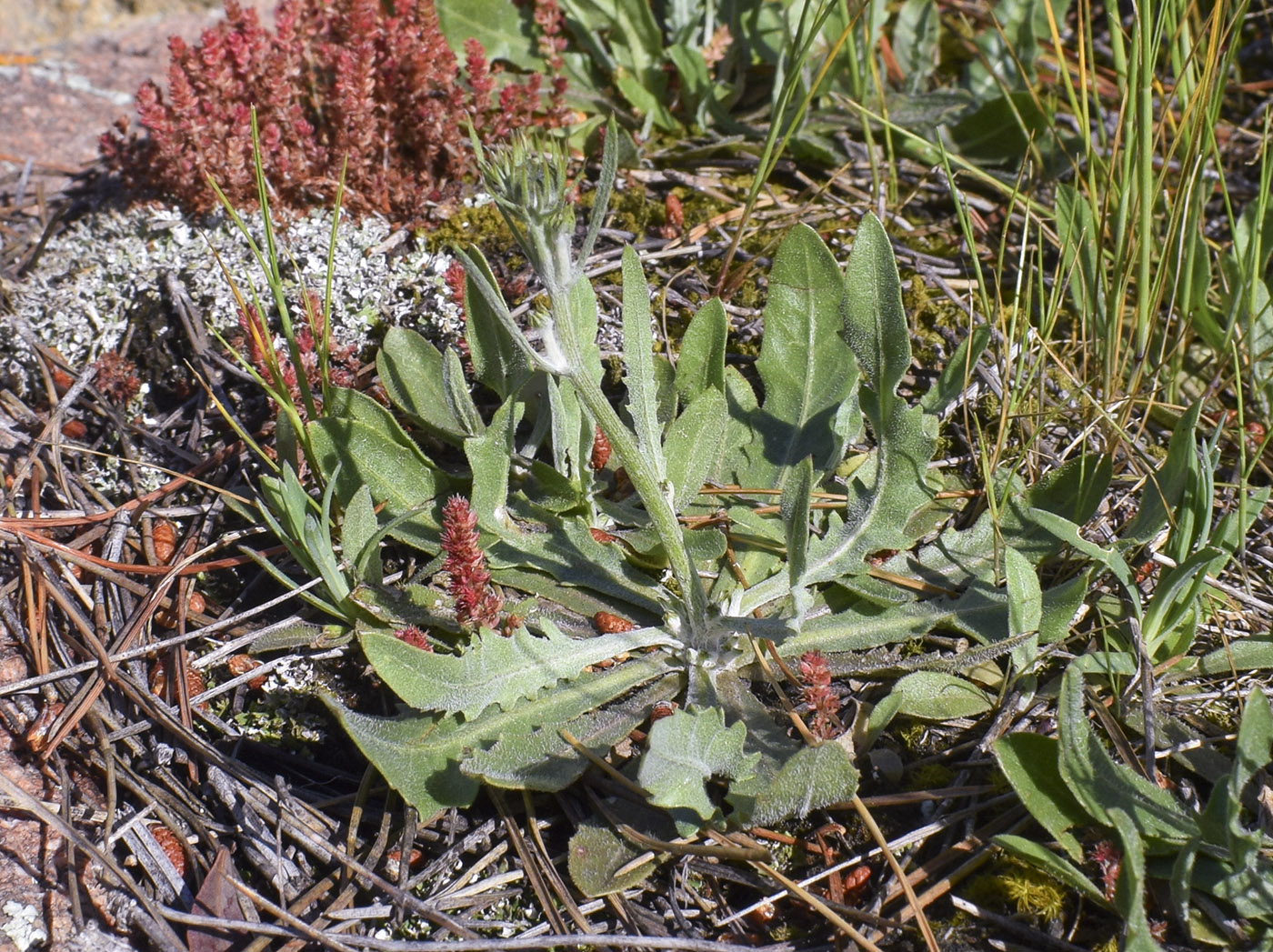 Image of Tolpis umbellata specimen.