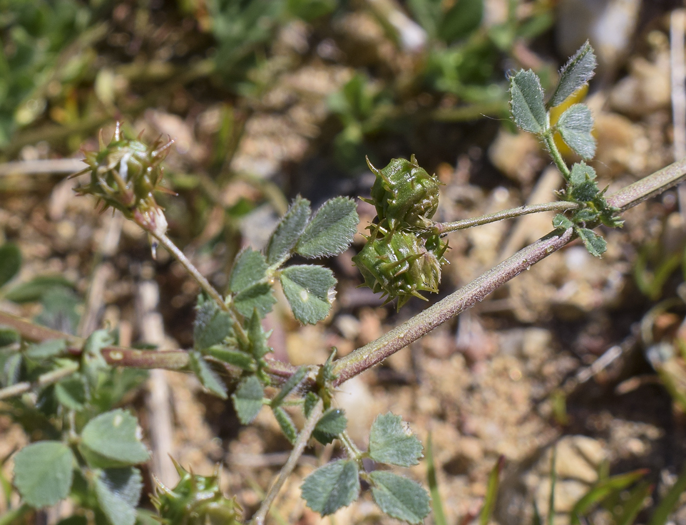 Изображение особи Medicago littoralis.