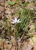 род Ornithogalum. Зацветающее растение. Испания, автономное сообщество Каталония, провинция Жирона, комарка Сельва, муниципалитет Сускеда, комплекс «Святой Дом Фар» (Santuari de la Mare de Déu del Far), 1112 м н.у.м., опушка широколиственного леса, зона отдыха при комплексе. 19.04.2024.