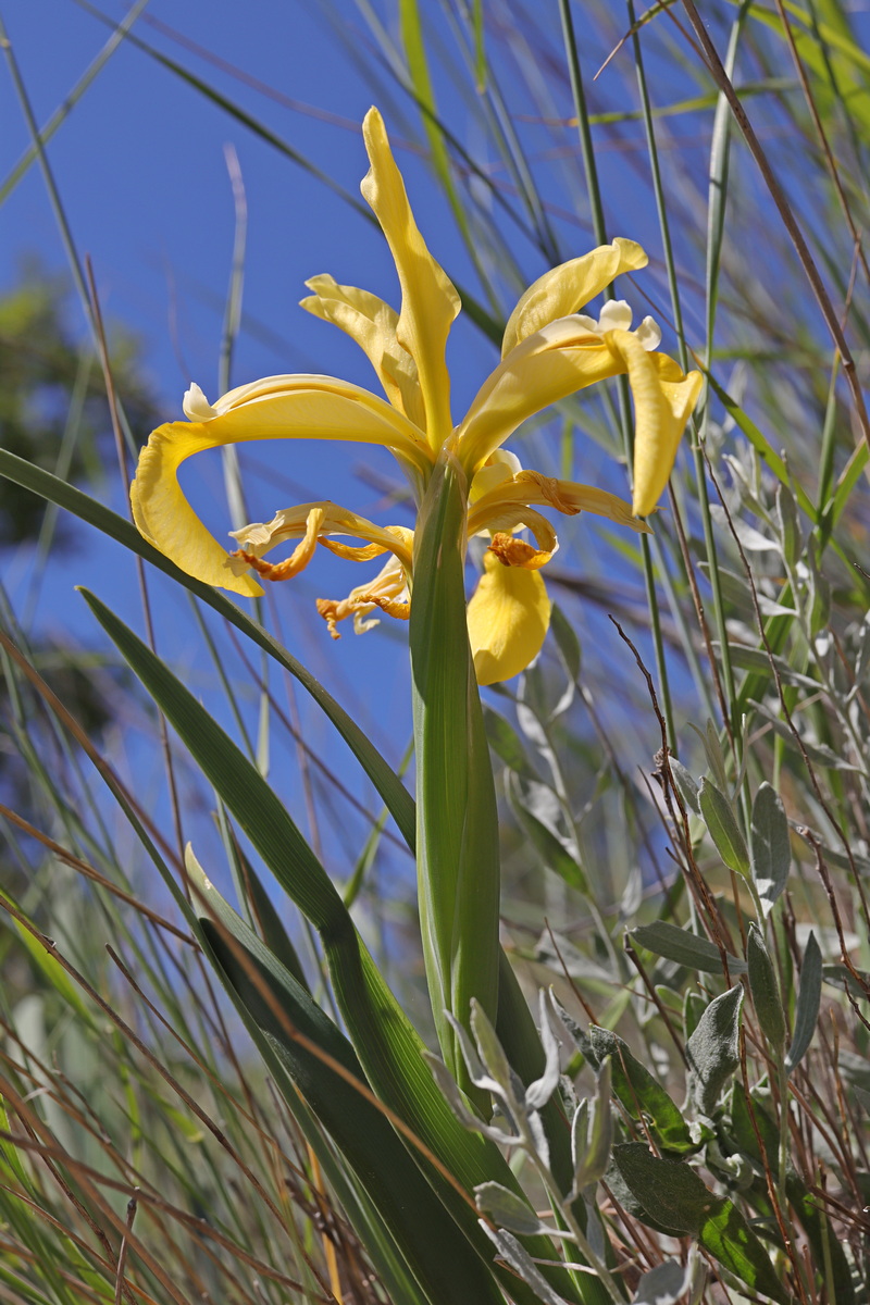 Image of Iris halophila specimen.