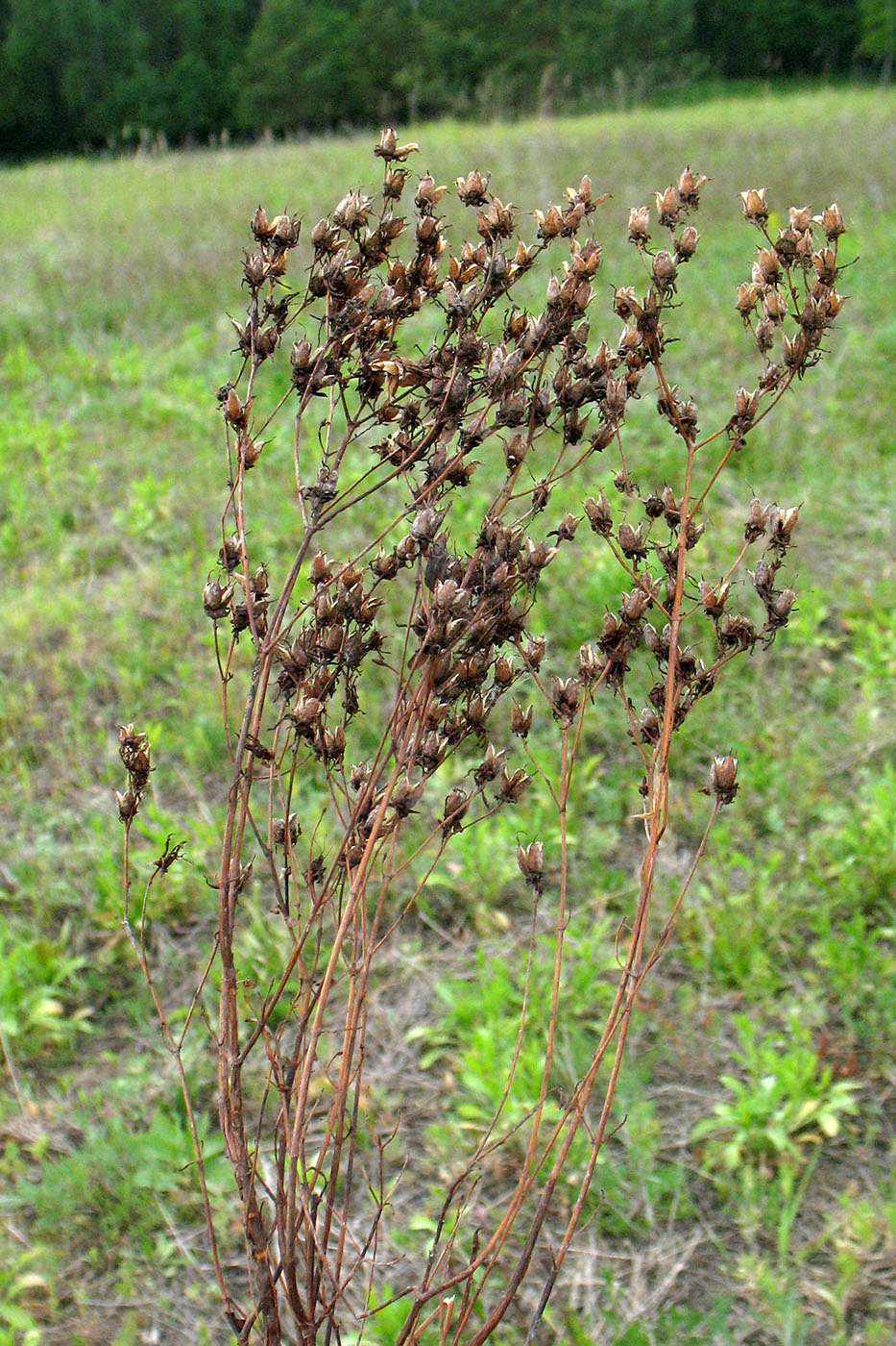 Изображение особи Hypericum elegans.