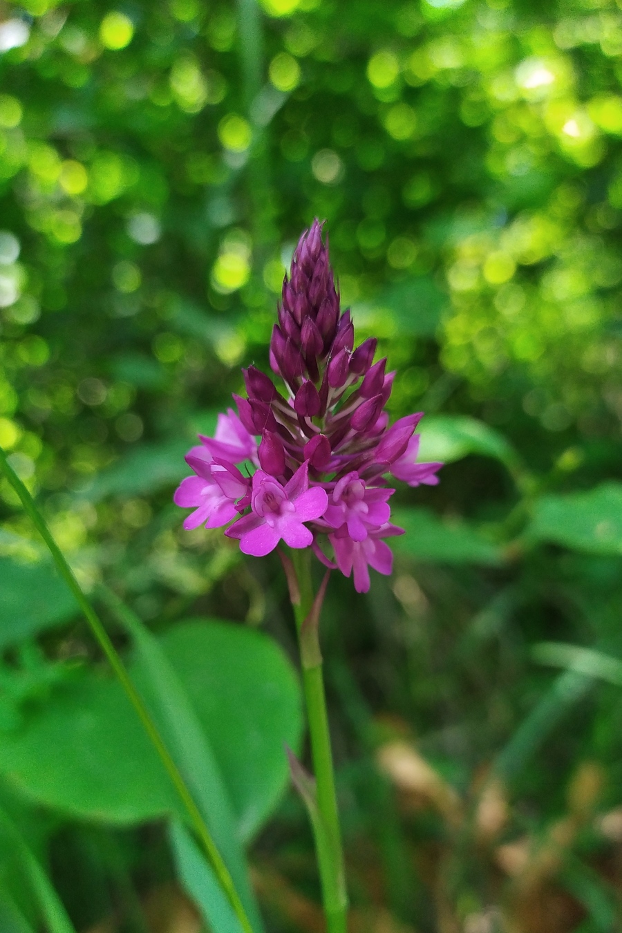 Изображение особи Anacamptis pyramidalis.