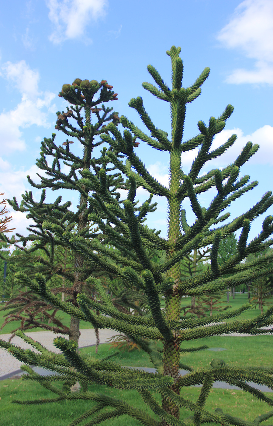 Image of Araucaria araucana specimen.