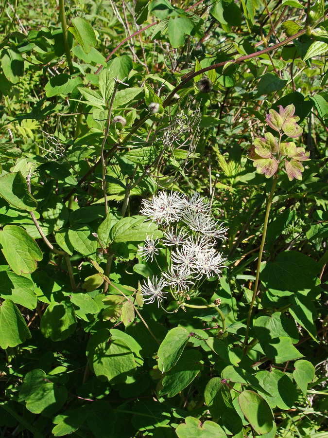 Image of Thalictrum contortum specimen.