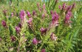Смотреть изображение Melampyrum arvense