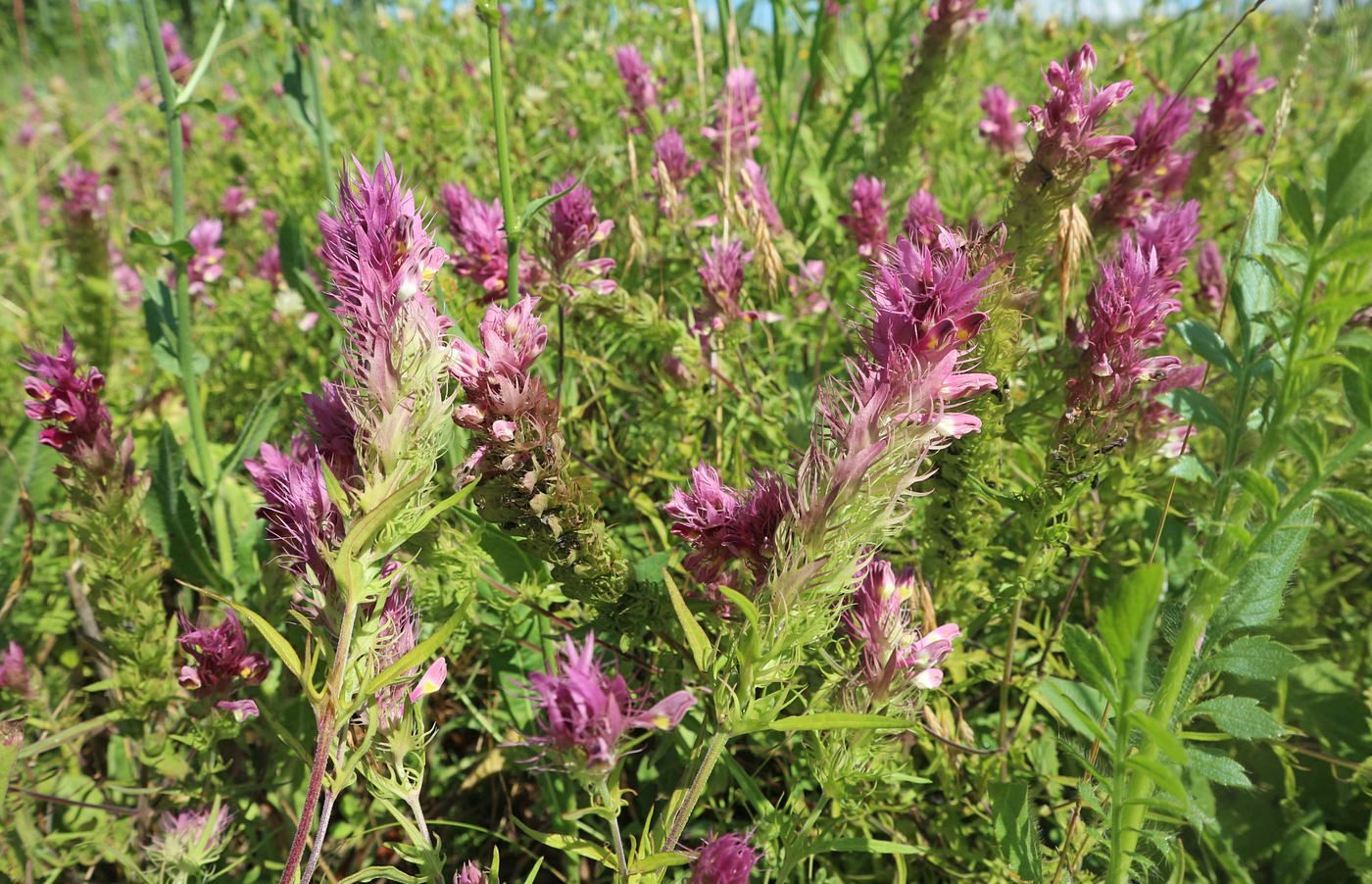 Image of Melampyrum arvense specimen.