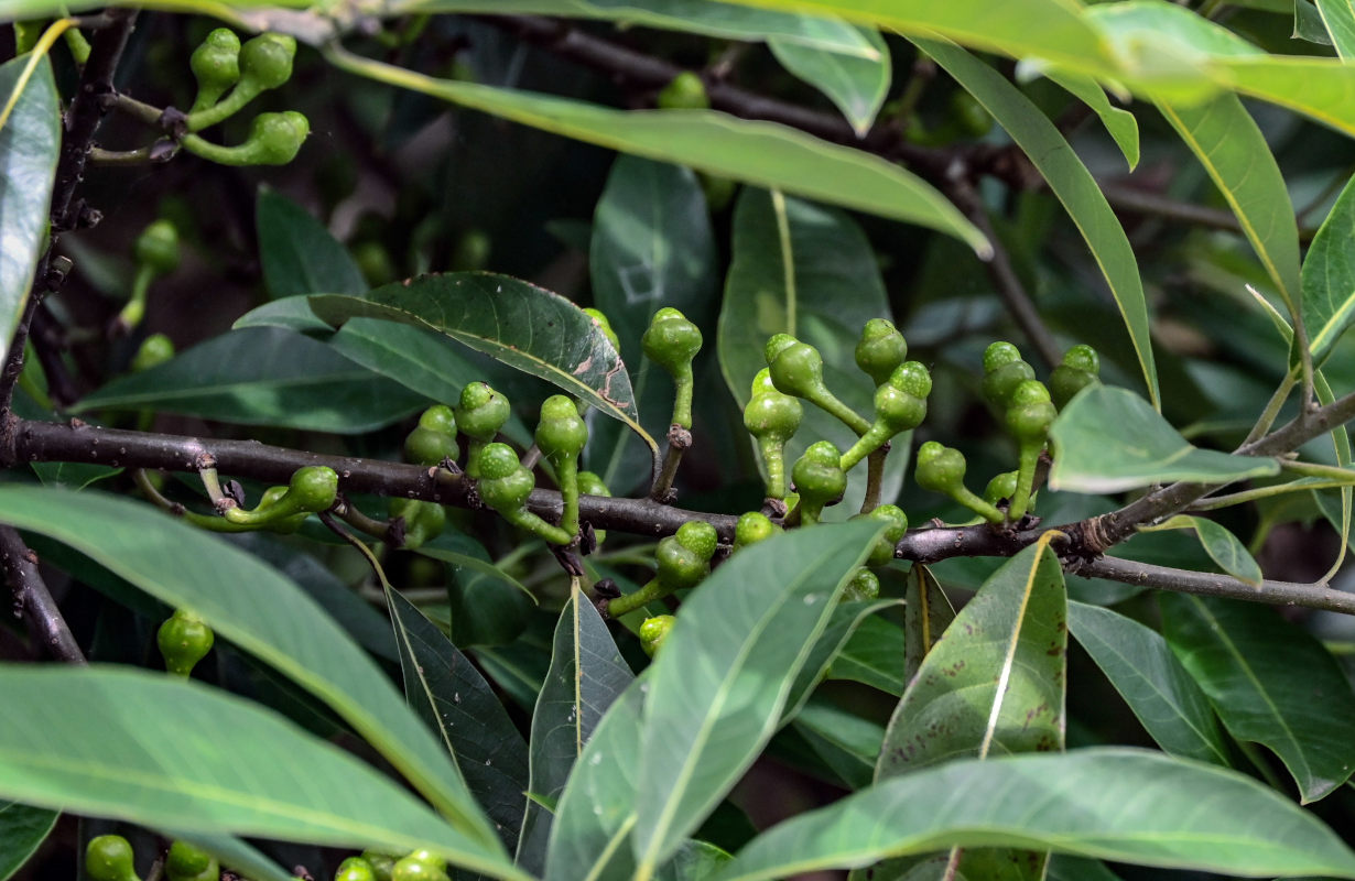 Image of Litsea cubeba specimen.