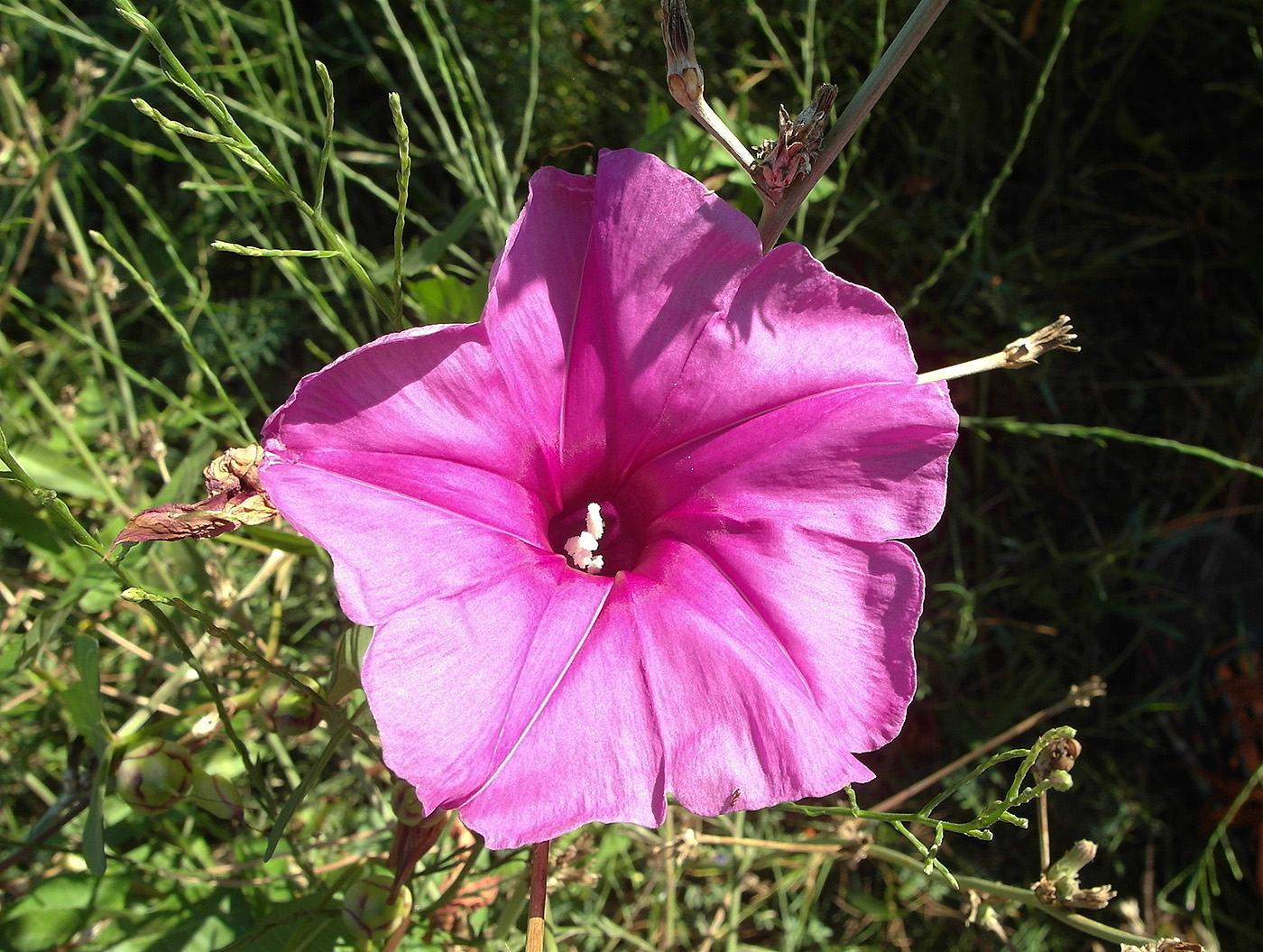 Image of genus Ipomoea specimen.