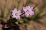 Epilobium anagallidifolium