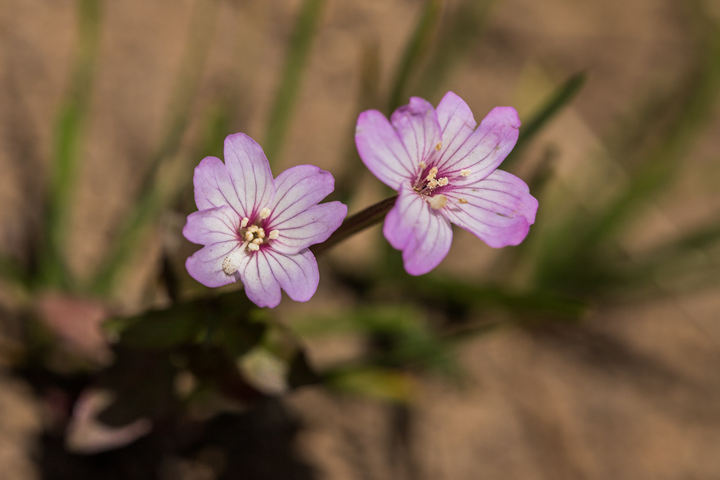 Изображение особи Epilobium anagallidifolium.