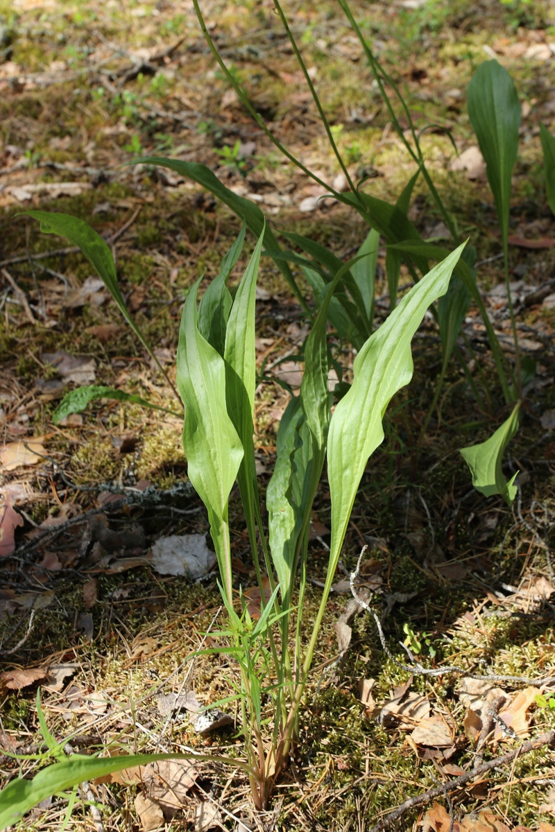 Изображение особи Scorzonera humilis.